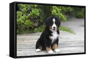 Bernese Mountain Dog 19-Bob Langrish-Framed Stretched Canvas