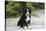 Bernese Mountain Dog 19-Bob Langrish-Stretched Canvas