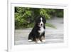 Bernese Mountain Dog 19-Bob Langrish-Framed Photographic Print