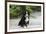 Bernese Mountain Dog 19-Bob Langrish-Framed Photographic Print