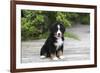 Bernese Mountain Dog 19-Bob Langrish-Framed Photographic Print