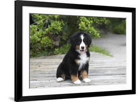 Bernese Mountain Dog 19-Bob Langrish-Framed Photographic Print