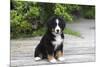 Bernese Mountain Dog 19-Bob Langrish-Mounted Photographic Print