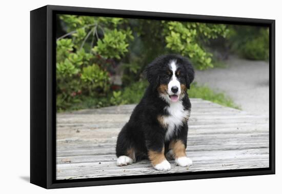 Bernese Mountain Dog 19-Bob Langrish-Framed Stretched Canvas
