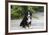 Bernese Mountain Dog 19-Bob Langrish-Framed Photographic Print