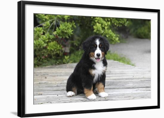 Bernese Mountain Dog 19-Bob Langrish-Framed Photographic Print