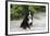 Bernese Mountain Dog 19-Bob Langrish-Framed Photographic Print