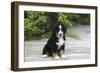 Bernese Mountain Dog 19-Bob Langrish-Framed Premium Photographic Print