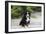 Bernese Mountain Dog 19-Bob Langrish-Framed Premium Photographic Print