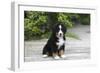 Bernese Mountain Dog 19-Bob Langrish-Framed Premium Photographic Print