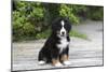 Bernese Mountain Dog 19-Bob Langrish-Mounted Premium Photographic Print