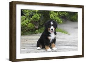 Bernese Mountain Dog 19-Bob Langrish-Framed Photographic Print