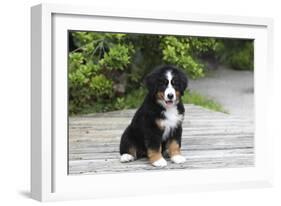 Bernese Mountain Dog 19-Bob Langrish-Framed Photographic Print