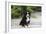 Bernese Mountain Dog 19-Bob Langrish-Framed Photographic Print