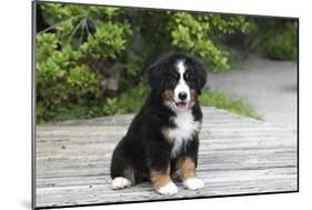 Bernese Mountain Dog 19-Bob Langrish-Mounted Photographic Print