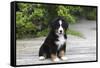 Bernese Mountain Dog 19-Bob Langrish-Framed Stretched Canvas