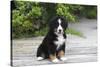 Bernese Mountain Dog 19-Bob Langrish-Stretched Canvas