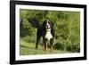 Bernese Mountain Dog 21-Bob Langrish-Framed Photographic Print