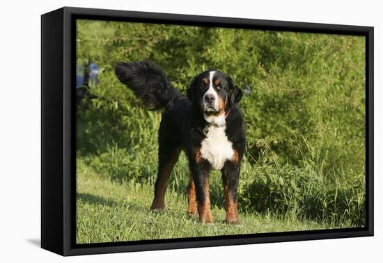 Bernese Mountain Dog 21-Bob Langrish-Framed Stretched Canvas