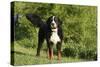 Bernese Mountain Dog 21-Bob Langrish-Stretched Canvas