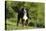 Bernese Mountain Dog 21-Bob Langrish-Stretched Canvas