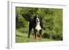 Bernese Mountain Dog 21-Bob Langrish-Framed Photographic Print