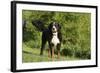 Bernese Mountain Dog 21-Bob Langrish-Framed Photographic Print