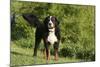 Bernese Mountain Dog 21-Bob Langrish-Mounted Photographic Print