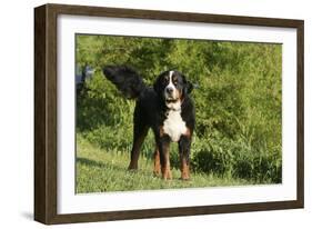 Bernese Mountain Dog 21-Bob Langrish-Framed Photographic Print