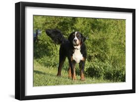 Bernese Mountain Dog 21-Bob Langrish-Framed Photographic Print