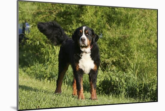 Bernese Mountain Dog 21-Bob Langrish-Mounted Photographic Print