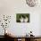 Bernese Mountain Dog 24-Bob Langrish-Photographic Print displayed on a wall