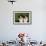 Bernese Mountain Dog 24-Bob Langrish-Framed Photographic Print displayed on a wall