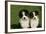 Bernese Mountain Dog 24-Bob Langrish-Framed Photographic Print