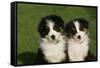 Bernese Mountain Dog 24-Bob Langrish-Framed Stretched Canvas