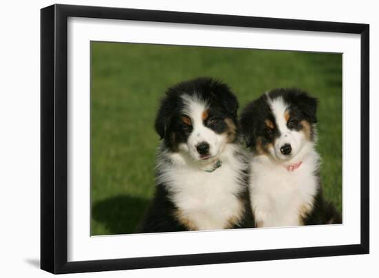 Bernese Mountain Dog 24-Bob Langrish-Framed Premium Photographic Print