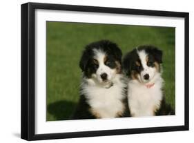 Bernese Mountain Dog 24-Bob Langrish-Framed Premium Photographic Print