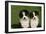 Bernese Mountain Dog 24-Bob Langrish-Framed Premium Photographic Print