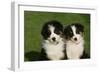 Bernese Mountain Dog 24-Bob Langrish-Framed Premium Photographic Print