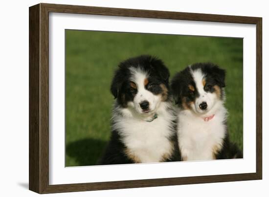 Bernese Mountain Dog 24-Bob Langrish-Framed Photographic Print