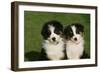 Bernese Mountain Dog 24-Bob Langrish-Framed Photographic Print