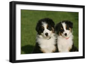 Bernese Mountain Dog 24-Bob Langrish-Framed Photographic Print