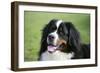 Bernese Mountain Dog 38-Bob Langrish-Framed Photographic Print