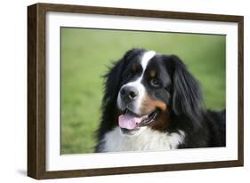 Bernese Mountain Dog 38-Bob Langrish-Framed Photographic Print