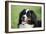 Bernese Mountain Dog 38-Bob Langrish-Framed Photographic Print