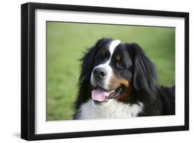 Bernese Mountain Dog 38-Bob Langrish-Framed Photographic Print