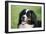 Bernese Mountain Dog 38-Bob Langrish-Framed Photographic Print