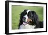 Bernese Mountain Dog 38-Bob Langrish-Framed Photographic Print