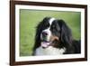 Bernese Mountain Dog 38-Bob Langrish-Framed Photographic Print