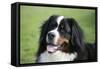 Bernese Mountain Dog 38-Bob Langrish-Framed Stretched Canvas